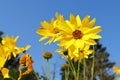 Bright yellow False Sunflower Heliopsis helianthoides with the blue sky at the background Royalty Free Stock Photo