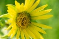 Bright Yellow False Sunflower in prairie field. Flowering plant in Asteraceae Family. Rhizomatous herbaceous perennial.