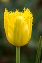 Bright Yellow Feathered Edge Tulip Flowers, Victoria, Australia, September 2016 Royalty Free Stock Photo