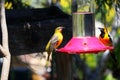 California Wildlife Series - Hooded Oriole - Icterus cuculatus