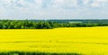 Bright yellow field of oilseed rapeseed. Field of rapeseed with dark stripe of plowed land in foreground