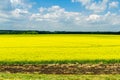 Bright yellow field of oilseed rapeseed. Field of rapeseed with dark stripe of plowed land in foreground