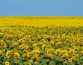 Bright yellow field of sunflowers and clear blue sky Royalty Free Stock Photo