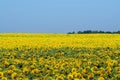 Bright yellow field of sunflowers and clear blue sky Royalty Free Stock Photo