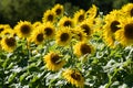 Bright yellow field of sunflowers on a sunny summer day Royalty Free Stock Photo