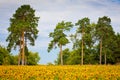 Bright yellow fields with sunflowers and blue sky Royalty Free Stock Photo