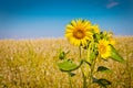 Bright yellow fields with sunflowers and blue sky Royalty Free Stock Photo