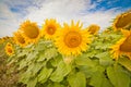 Bright yellow fields with sunflowers and blue sky Royalty Free Stock Photo