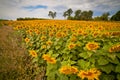 Bright yellow fields with sunflowers and blue sky Royalty Free Stock Photo