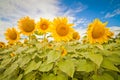 Bright yellow fields with sunflowers and blue sky Royalty Free Stock Photo