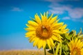 Sunflowers and blue sky on a Sunny summer day Royalty Free Stock Photo