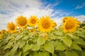 Bright yellow fields with sunflowers and blue sky Royalty Free Stock Photo