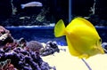 Bright yellow fish in Aquarium