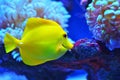 Bright yellow fish of medium size floating near the stone Royalty Free Stock Photo