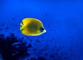 Bright yellow fish underwater on background of coral in Red sea Royalty Free Stock Photo