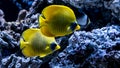 Bright yellow fish underwater on background of coral in Red sea Royalty Free Stock Photo