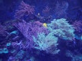 Bright yellow fish underwater on background of coral. Yellow Tang Zebrasoma Flavescens Royalty Free Stock Photo