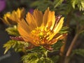 Newly opening flower of Adonis amurensis Beni Nadeshiko Royalty Free Stock Photo