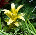 Bright yellow flower amidst green foliage, Toronto, ON, Canada Royalty Free Stock Photo