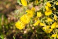 Bright yellow Flower Astra sp.