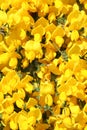 Bright Yellow Flower Background