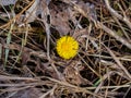 Bright, yellow flower on a background of dry grass. Wild flower in nature in spring. A small yellow dandelion. Close up. The Royalty Free Stock Photo