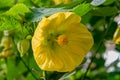 Bright yellow flower bloom from the plant Abutilon X Hybridum Royalty Free Stock Photo