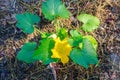 Bright yellow flower blooms on an unripened zucchini. Royalty Free Stock Photo