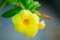 Bright yellow flower on blured natere background Royalty Free Stock Photo