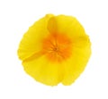 Bright yellow flower of California Poppy Eschscholzia Californica. Flowering plant in family Papaveraceae. Close-up. Selective f