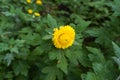 1 bright yellow flower of Chrysanthemum in mid October Royalty Free Stock Photo