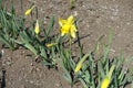 Bright yellow flower and closed buds of narcissuses