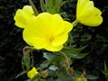 Bright yellow flower of common Evening Primrose Oenothera in a garden Royalty Free Stock Photo