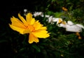 Bright yellow flower of Coreopsis lanceolata on dark background Royalty Free Stock Photo