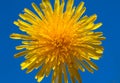 Bright yellow flower of dandelion on blue sky background