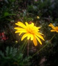 Chrysopsis mariana flower, goldenaster, daisy-like yellow blossom