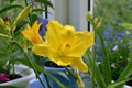 Bright yellow flower of daylily. Summer in small blooming garden on the balcony Royalty Free Stock Photo