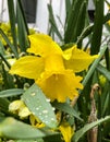 Bright yellow flower after early morning rain Royalty Free Stock Photo