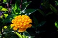 A bright yellow flower emerges from a dark green environment - Thunder Bay, ON, Canada Royalty Free Stock Photo