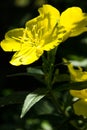 Bright yellow flower of evening primrose oenothera close-up. Evening primrose blossoms on flowerbed in the garden. Selective foc Royalty Free Stock Photo