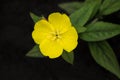 Bright yellow flower of evening primrose oenothera close-up Royalty Free Stock Photo