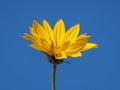 Bright yellow flower of false sunflower Royalty Free Stock Photo