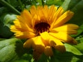 Bright yellow flower in the garden.