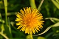 Bright yellow flower in the garden Royalty Free Stock Photo