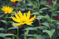 Bright yellow flower gerbera on the background of green grass and other flowers in the summer garden Royalty Free Stock Photo