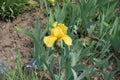Bright yellow flower of german bearded iris