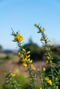 Bright yellow flower on green thorny stem of gorse bush