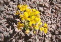 Bright yellow flower grew among the stone soil