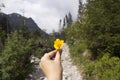 A bright yellow flower in the hands on the background of a road in the mountains