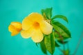Bright yellow flowers on blue background Royalty Free Stock Photo